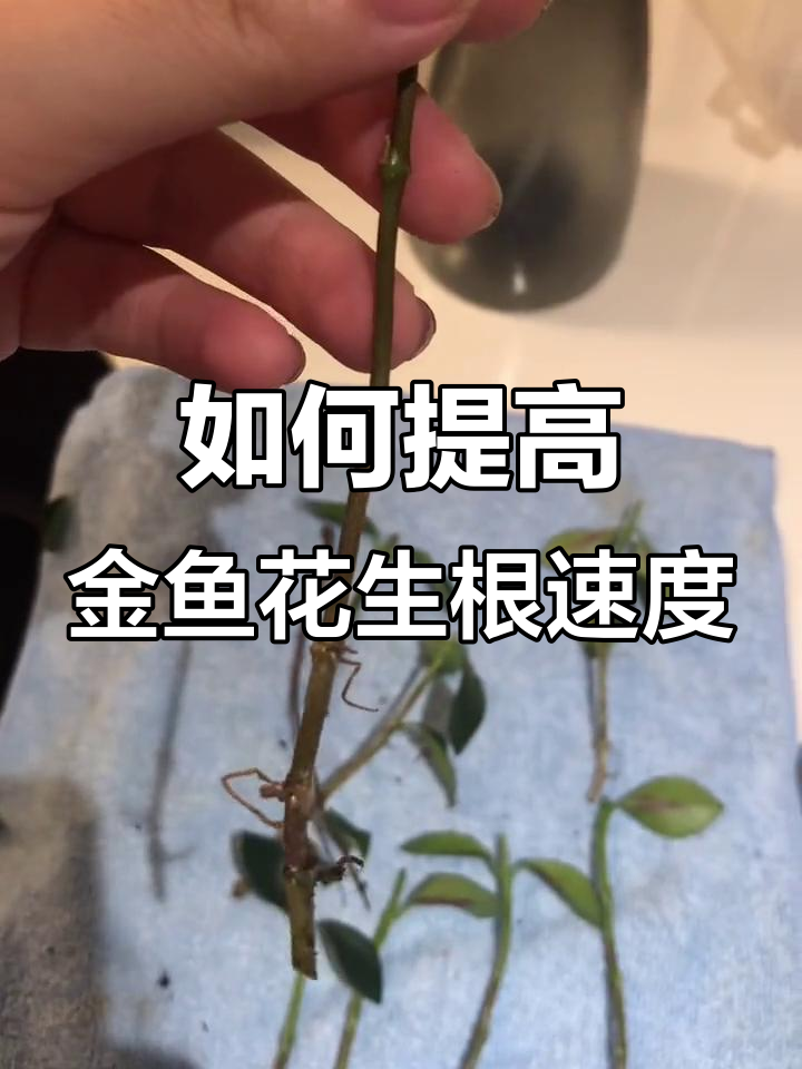 金鱼花扦插生根缓慢?这些方法让它快速扎根