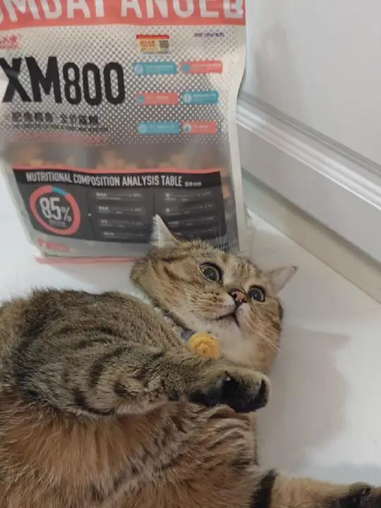 终于吃上心心念念的肥兔鳕鱼了!隔着包装袋都闻到香味了～守着等待开饭 战斗天使猫粮 英短