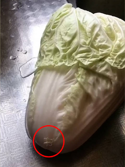 「女子洗白菜发现根部有两条线虫:看起来就像线头,入口东西清洗一定要仔细「话筒」」9月24日