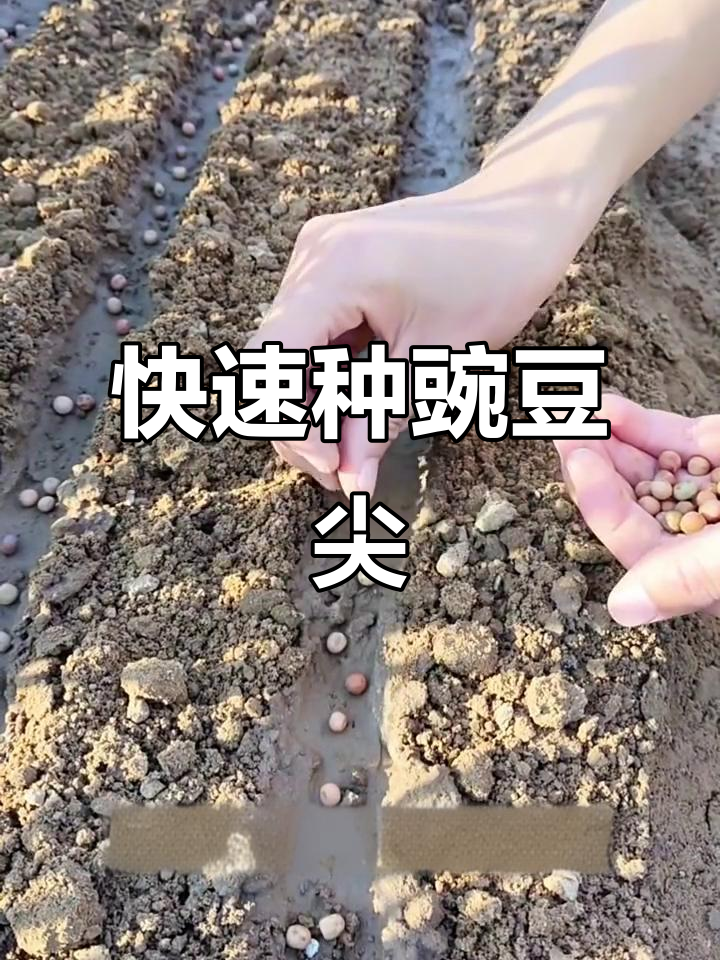 豌豆苗种植技巧:简单步骤教你轻松上手