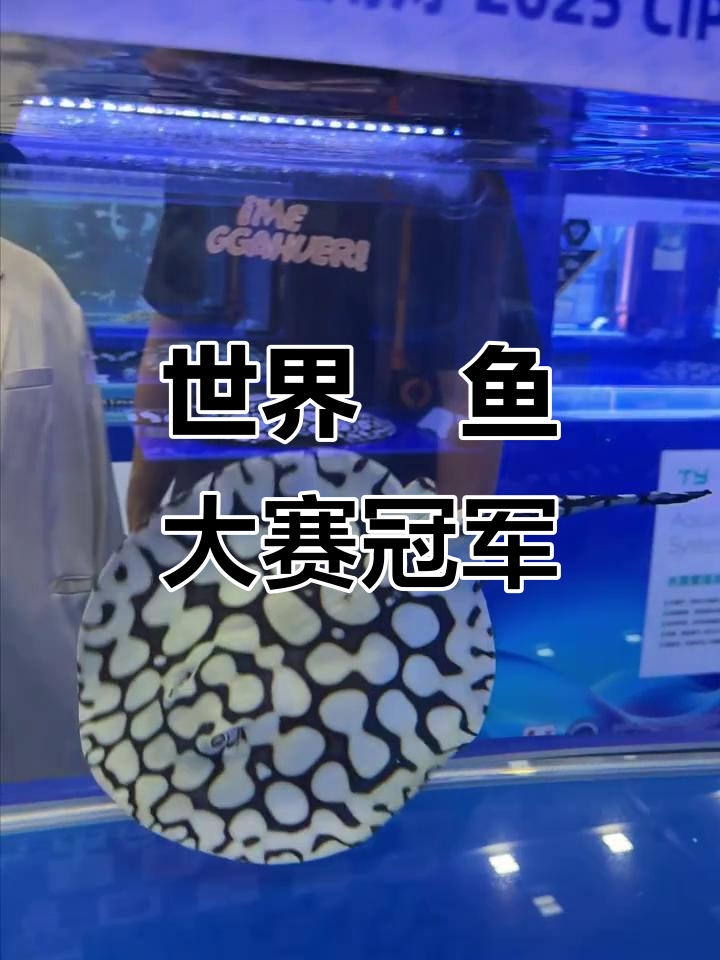 2025年世界魟鱼锦标赛:冠军黑白皇冠惊艳登场