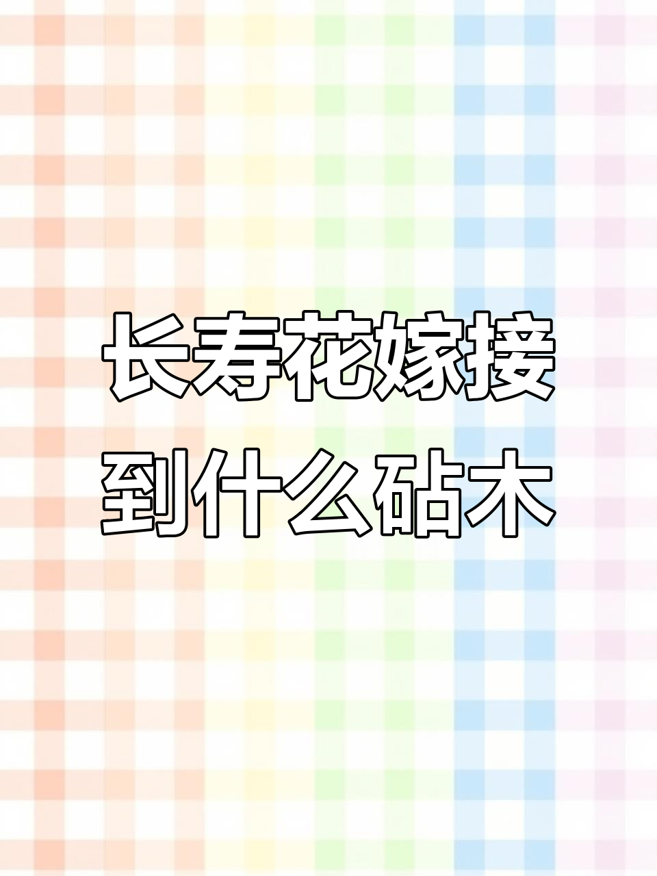 长寿花嫁接最佳砧木选择,落地生根提升成活率