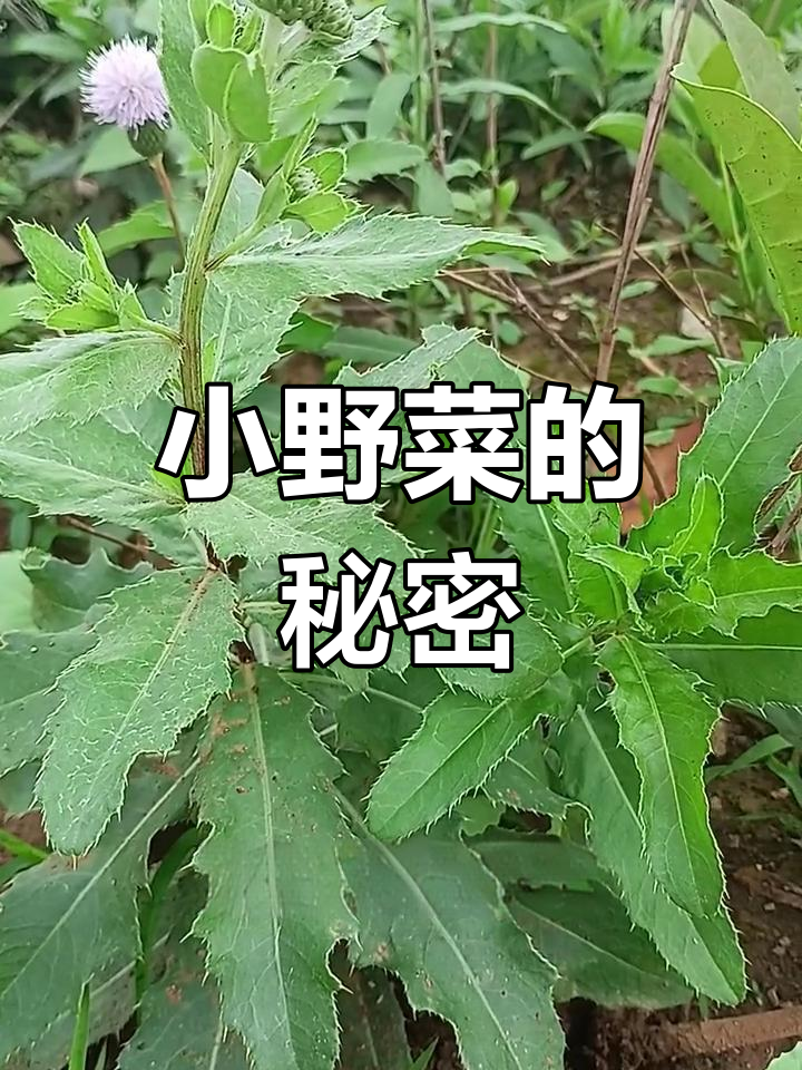 看似普通的小刺菜,竟是民间常用的草药小蓟草