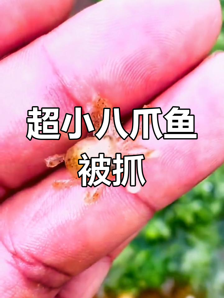 发现世界上最小的八爪鱼,萌态十足