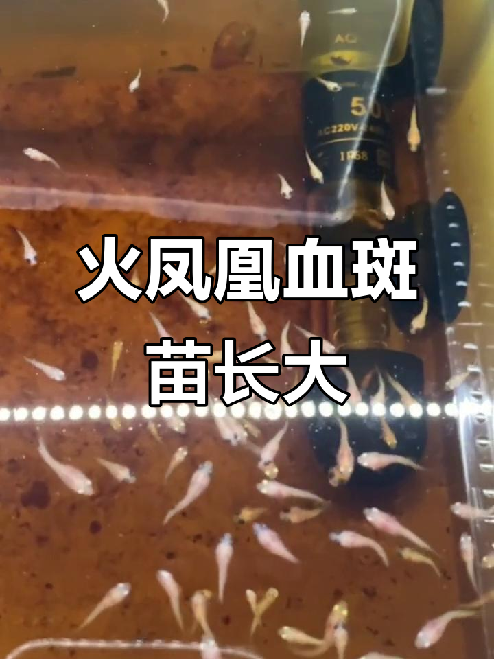 火凤凰血斑苗成长记：寒潮影响存活率，仅剩一半