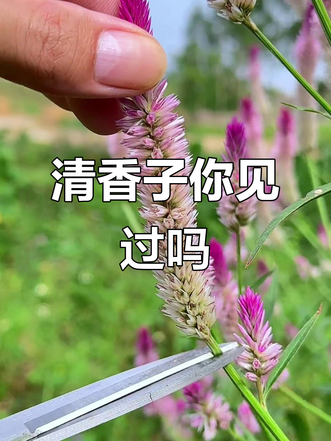 清香，野鸡冠花与百日红的故事：你的家乡有这种植物吗？