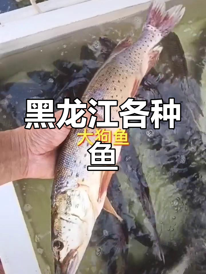 黑龙江常见鱼类大盘点