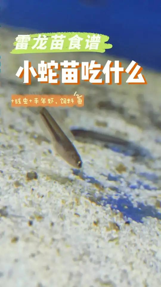 雷龙视频之幼儿篇 黄金眼镜蛇雷龙苗应该吃什么