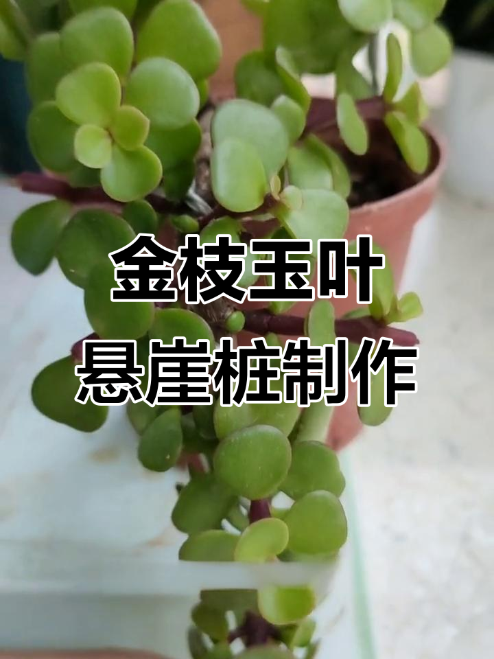 如何轻松打造金枝玉叶悬崖桩造型