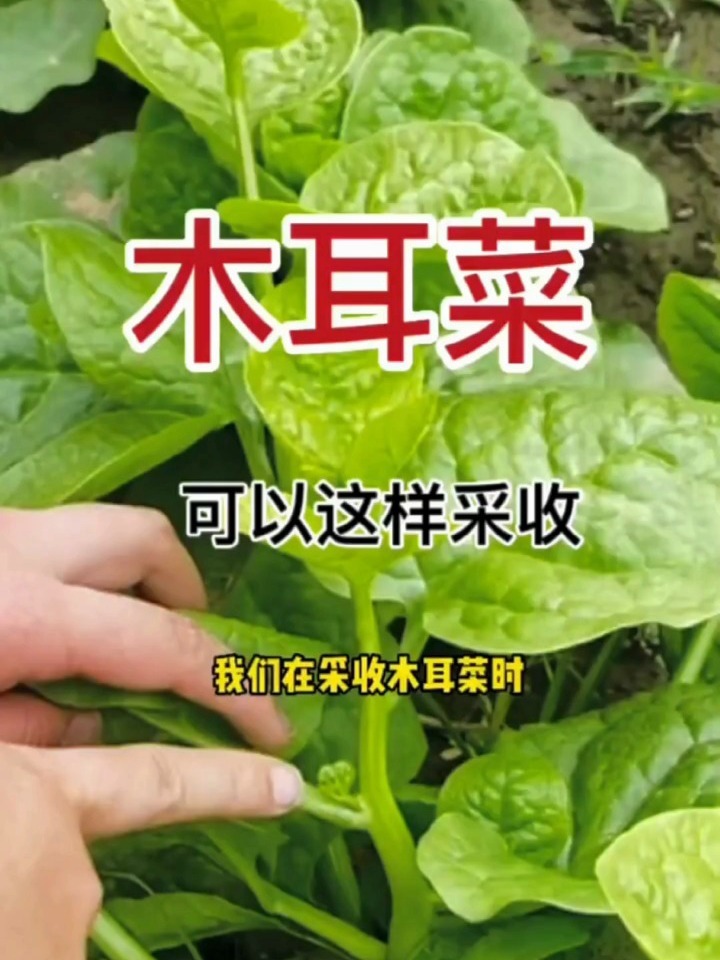 木耳菜这样摘,吃都吃不完