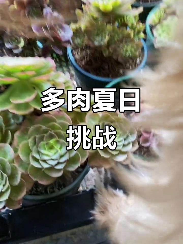 常州多肉露养，夏季无惧高温，成功度过！