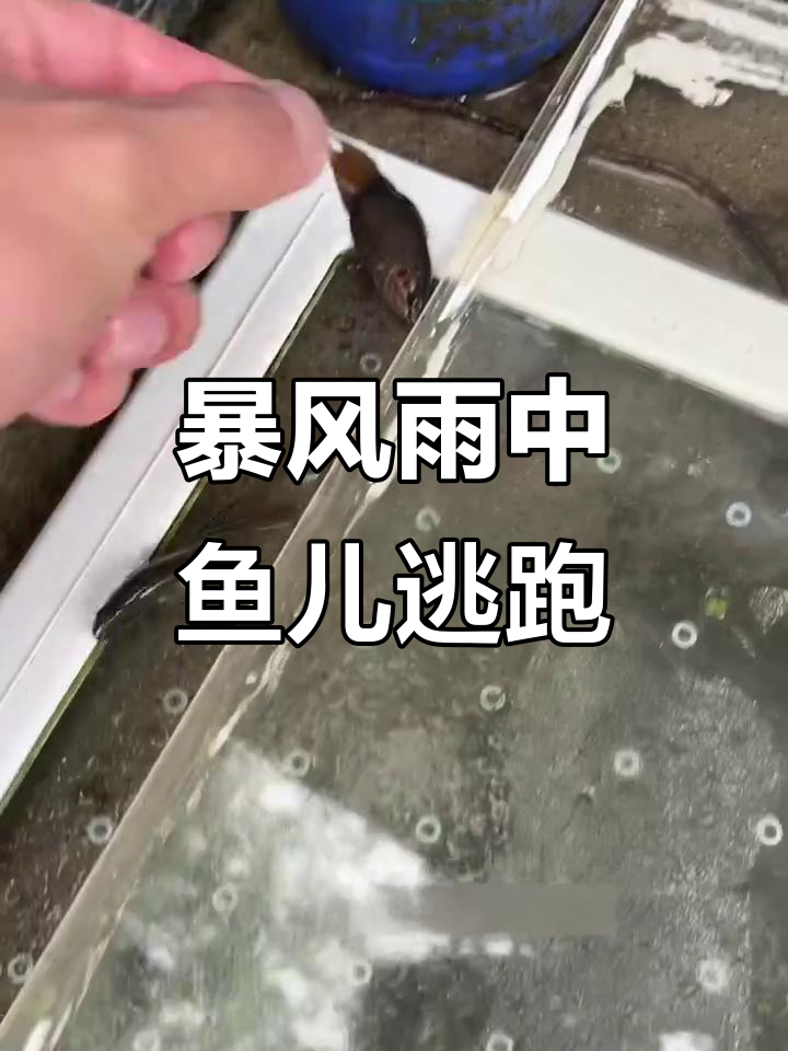 暴雨来袭,鱼缸没盖,斗鱼大虾都跑了!
