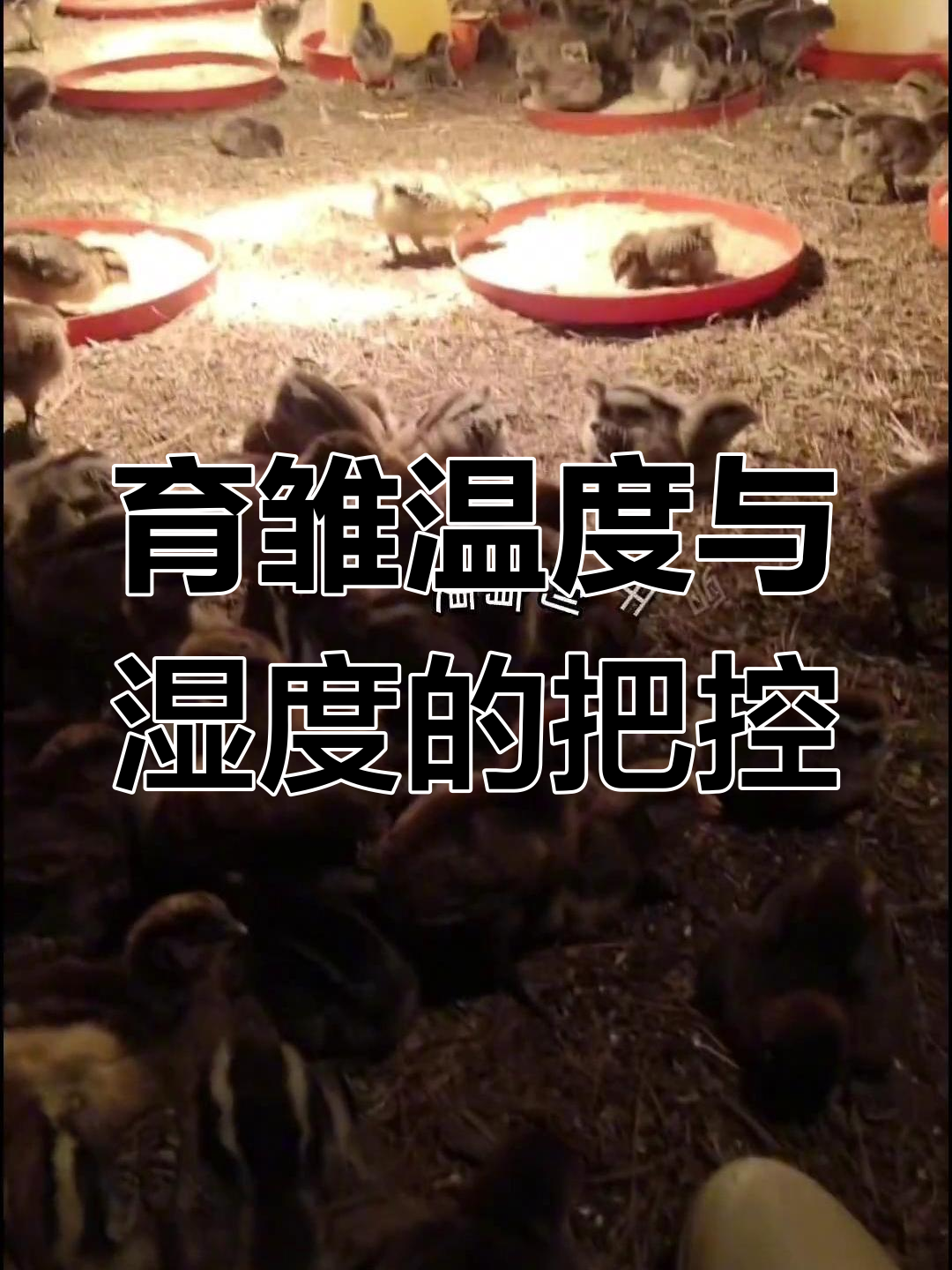 土鸡苗育雏温度湿度管理技巧,提高成活率