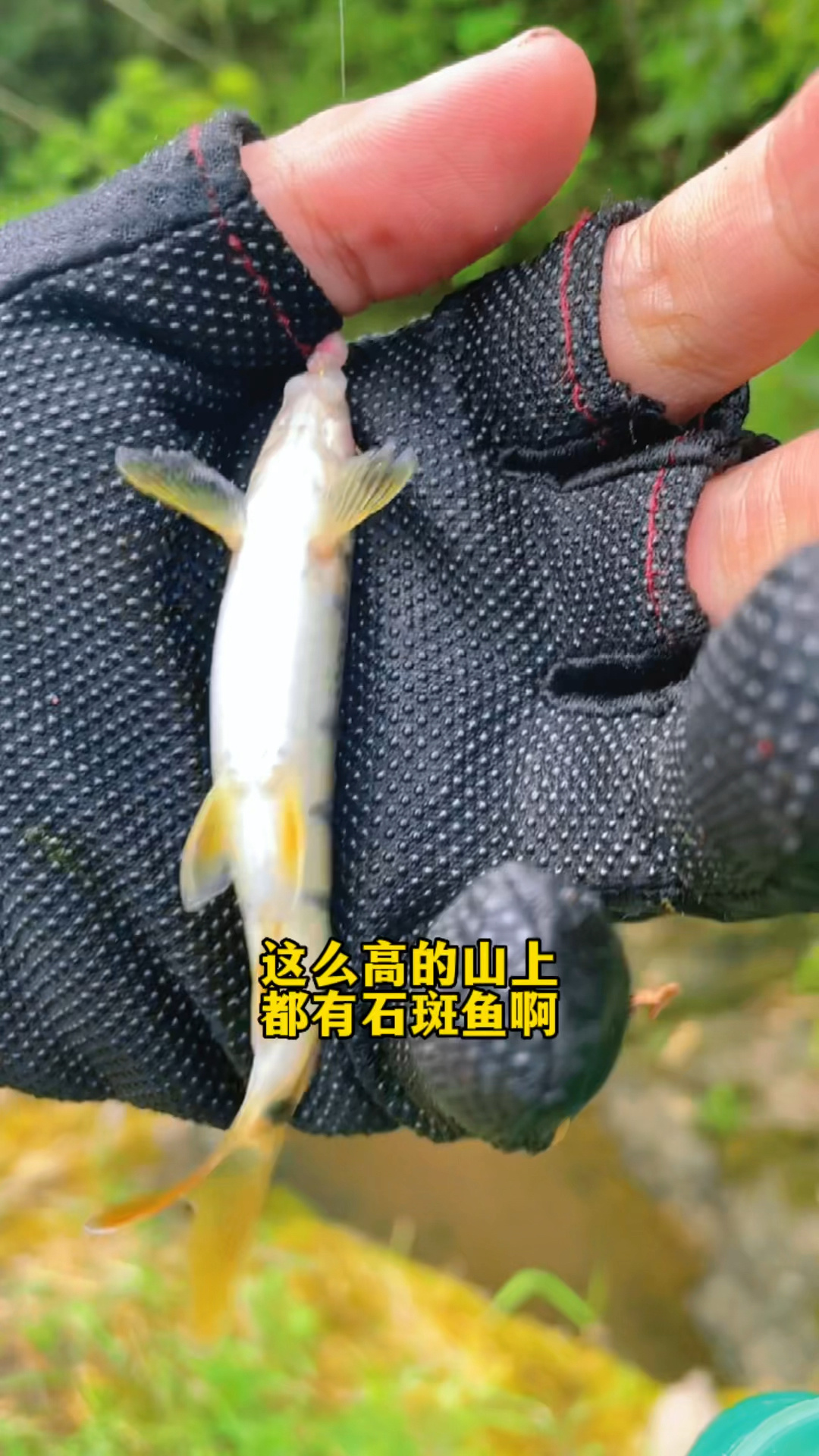 溪石斑鱼