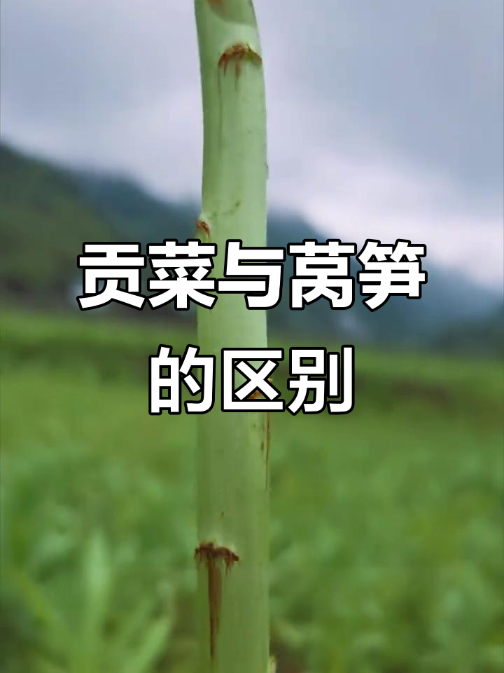 贡菜与莴笋大不同，火锅必备响菜非普通莴笋可比！