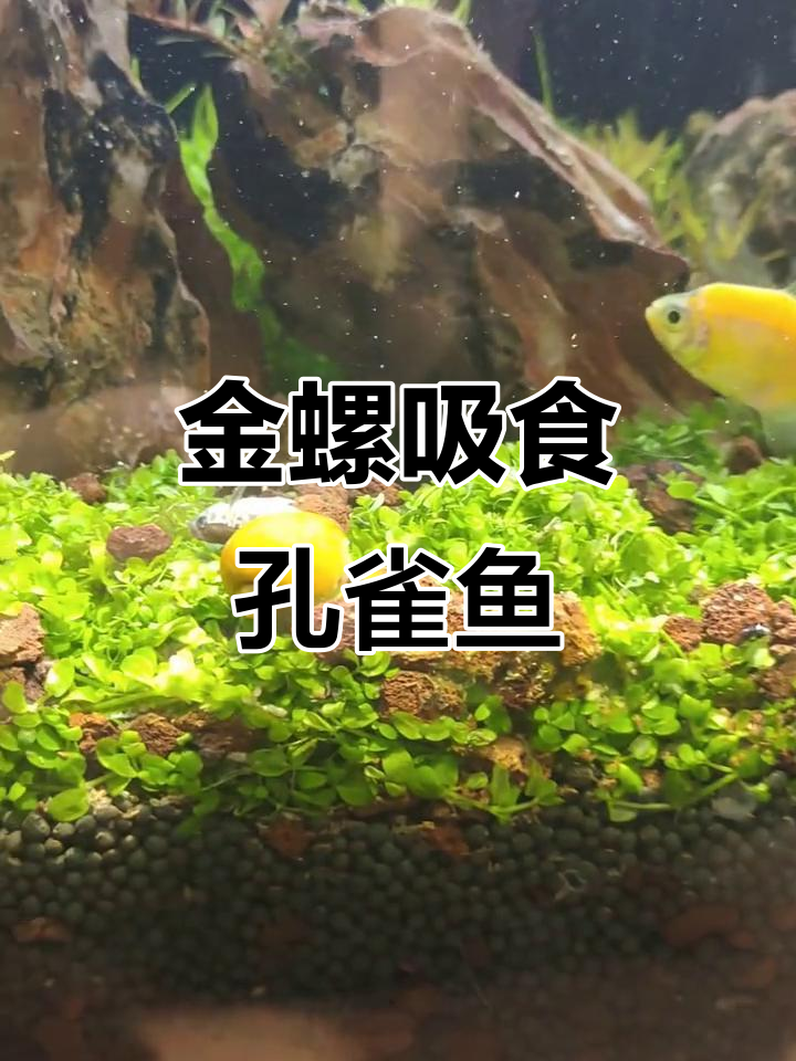 黄金螺吸附孔雀鱼致死,水族箱里的致命隐患
