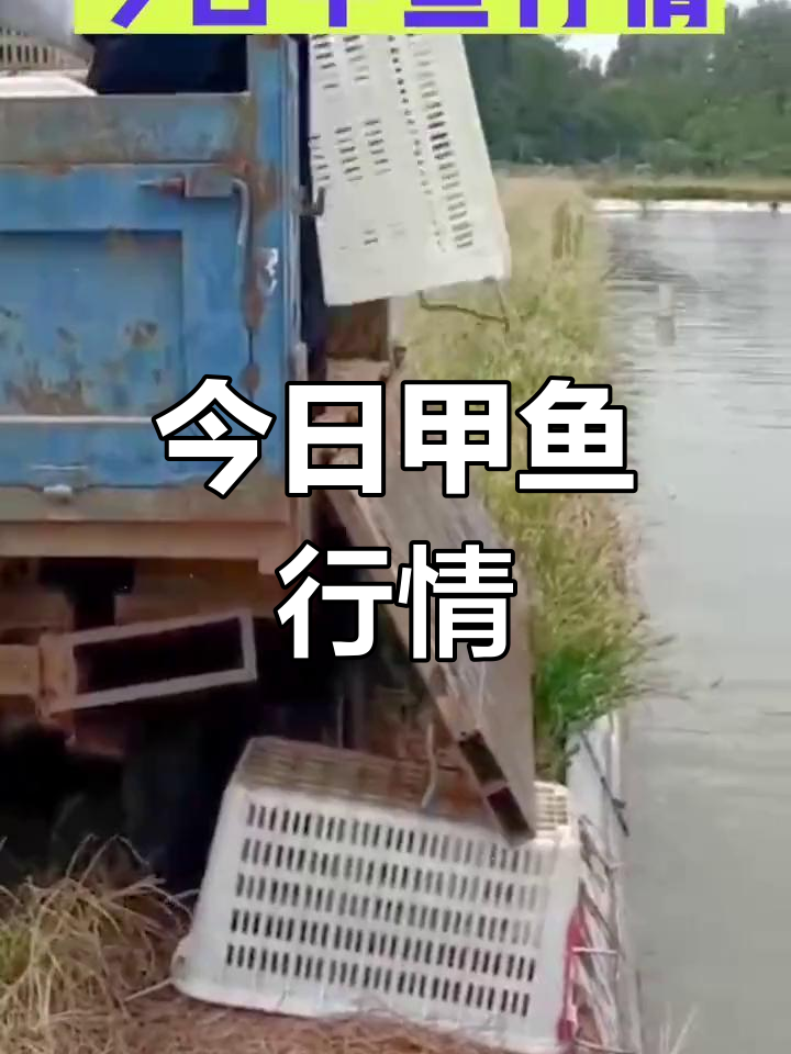 甲鱼养殖市场动态
