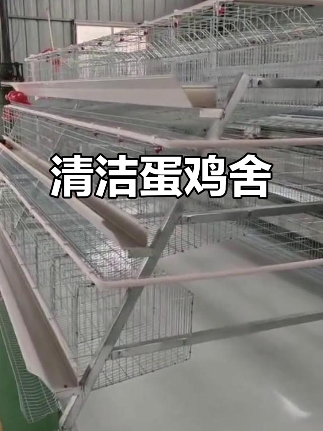 蛋鸡笼设计巧妙,粪便不落地,空气清新无异味