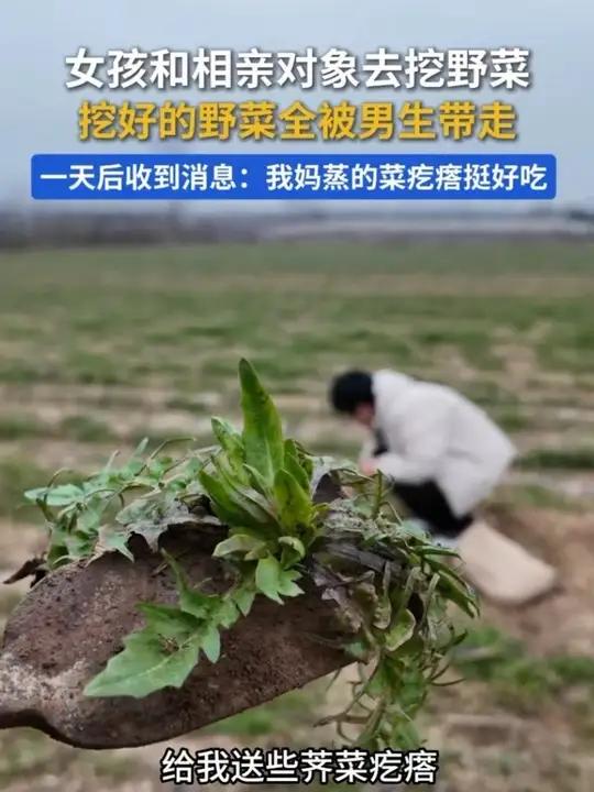 女孩和相亲对象去挖野菜,挖好的野菜全被男生带走。一天后收到消息:我妈蒸的菜疙瘩挺好吃 #相