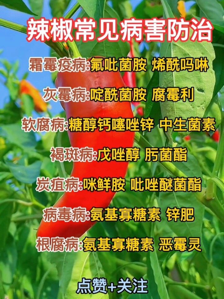 辣椒常见病害防治