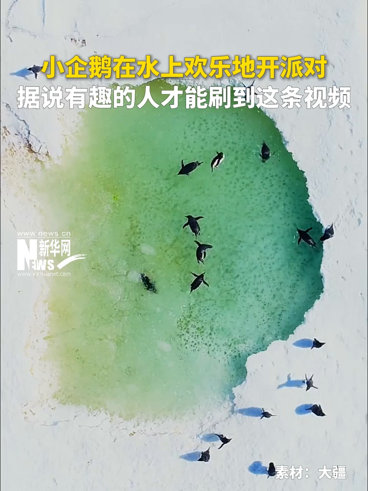小企鹅在水上欢乐地开派对!看到这一幕心情都好了