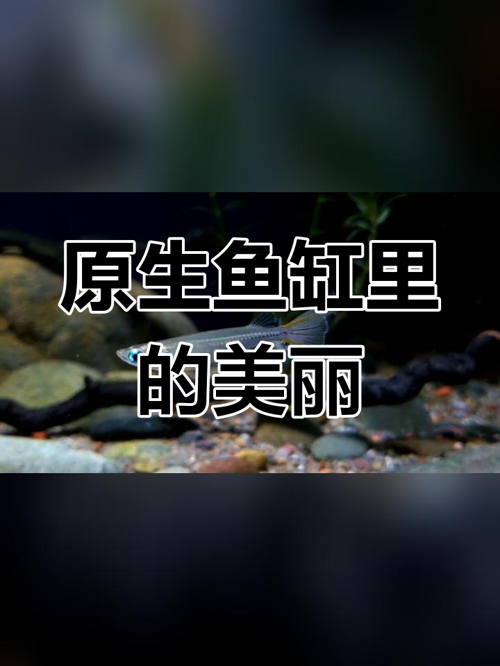 桂系青鳉在原生缸中的优雅游动