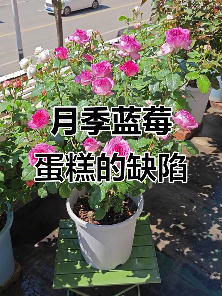 蓝莓蛋糕月季的优缺点分析,为何被淘汰?