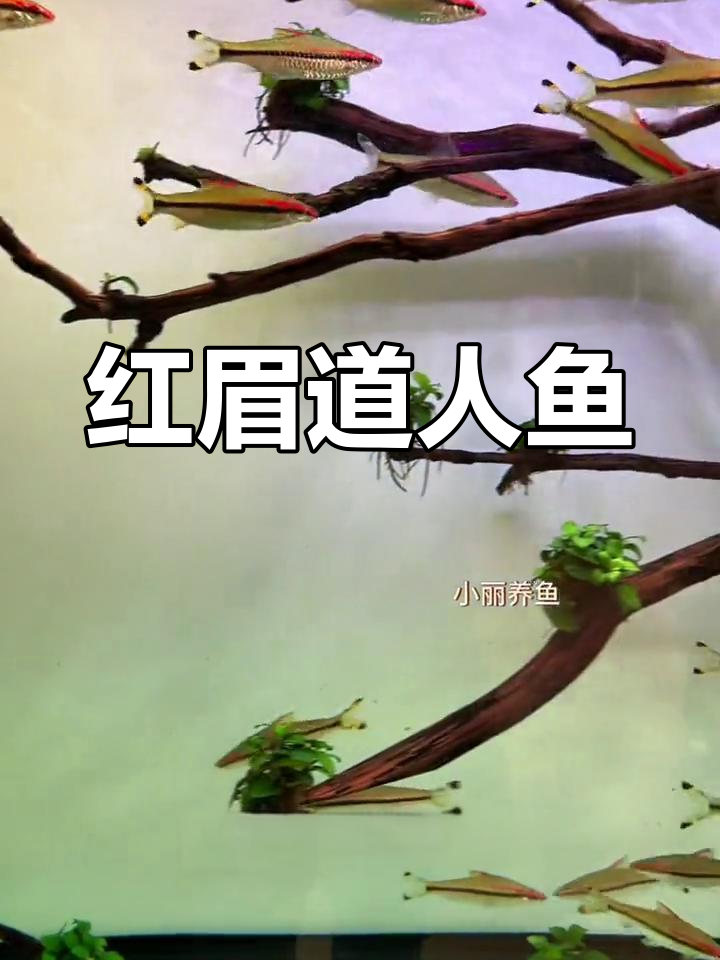 一眉道人鱼:印度珍稀小型观赏鱼类