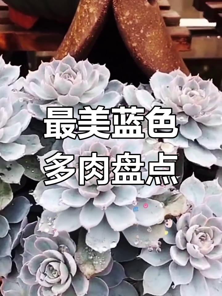 颜值爆表的10种蓝色系多肉,你最喜欢哪一款?