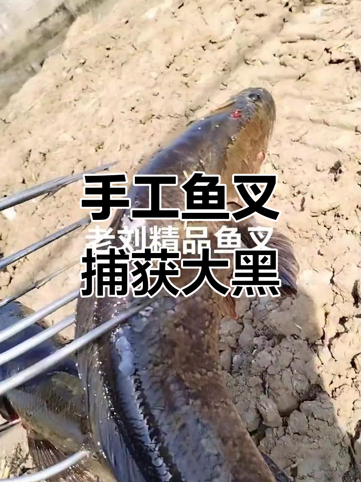 纯手工鱼叉捕捞大黑,四斤三斤轻松搞定