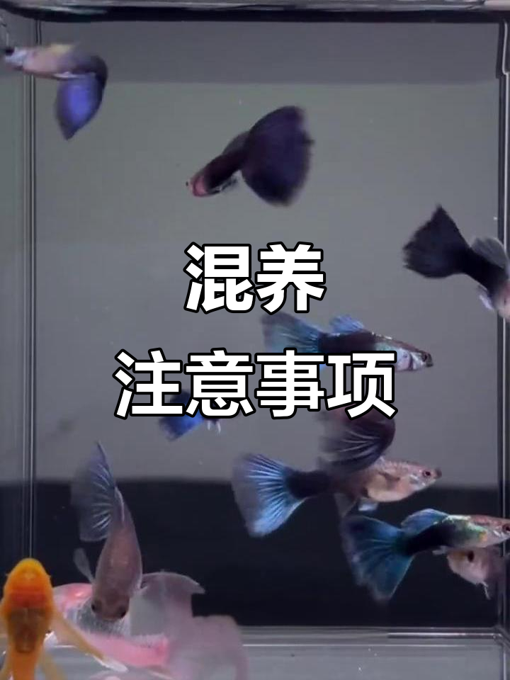 孔雀鱼与食蚊鱼可共养,但需注意食物分配及行为观察