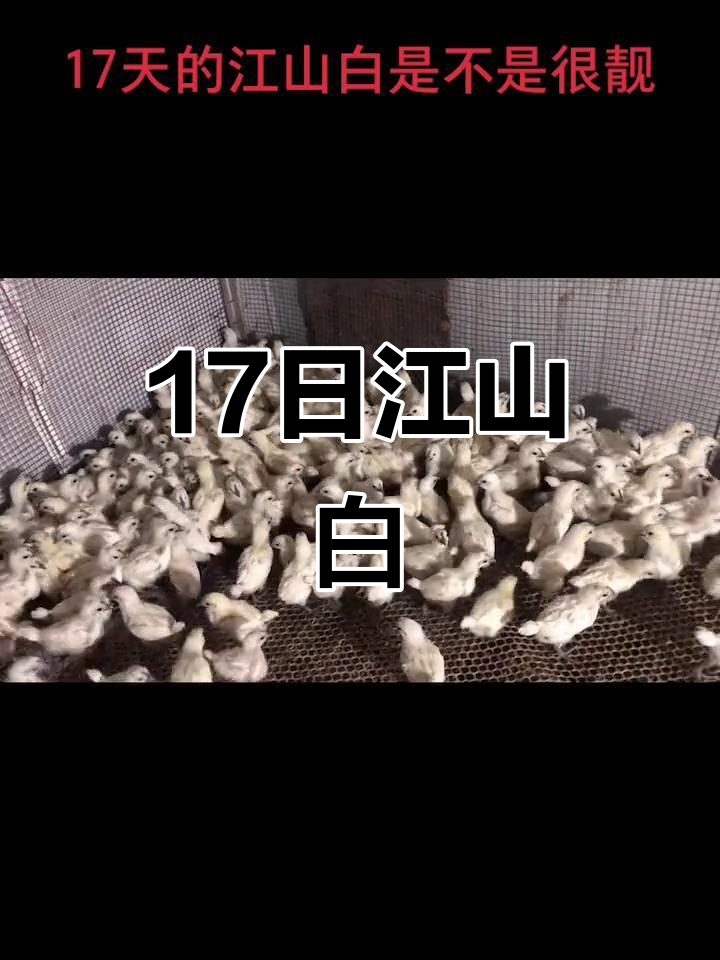17天江山白毛乌骨鸡,颜值爆表!