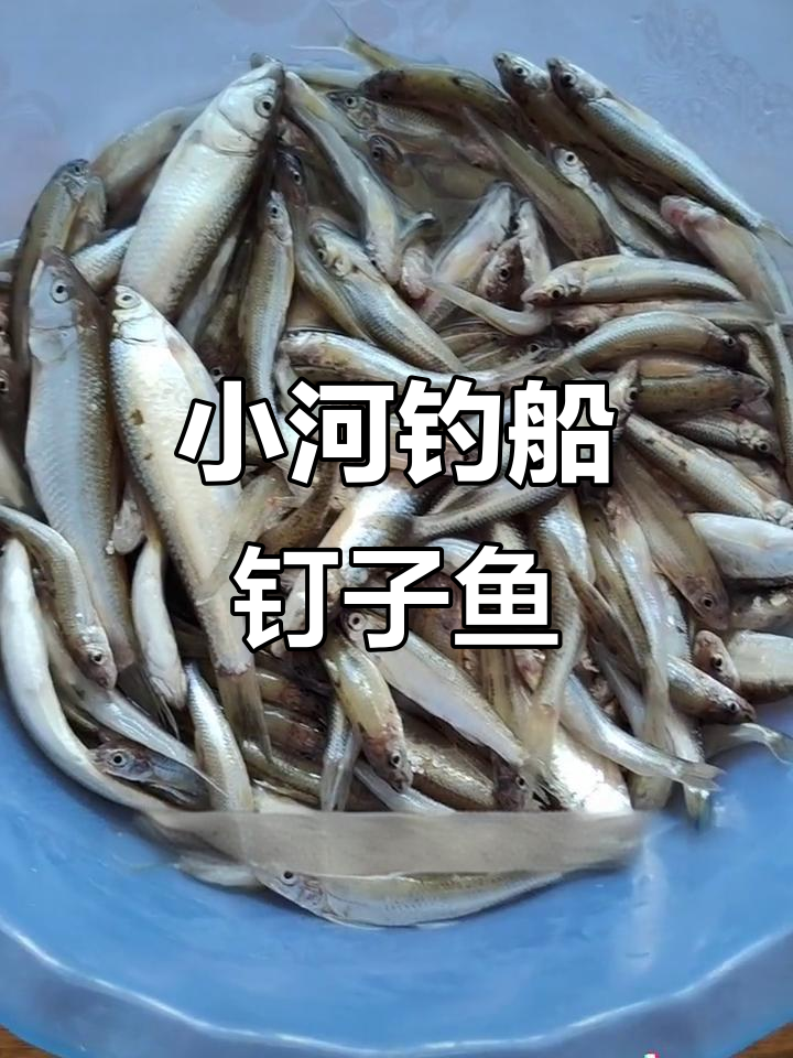 钓鱼小河里的船钉子鱼，油炸后香气扑鼻