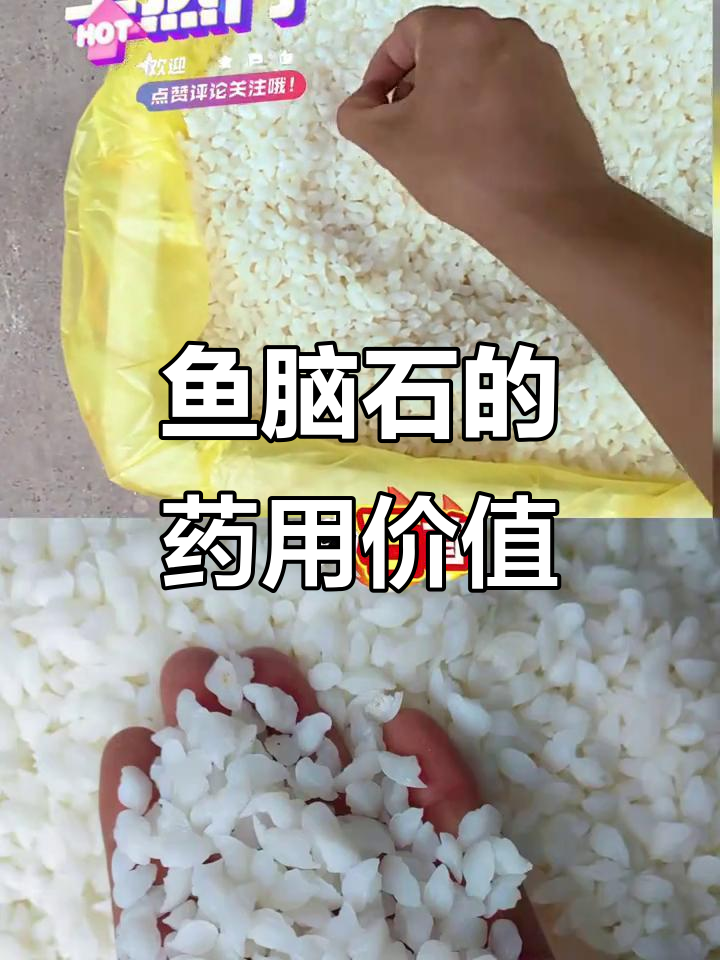 小黄鱼大脑里的神秘石头,竟是中药材!