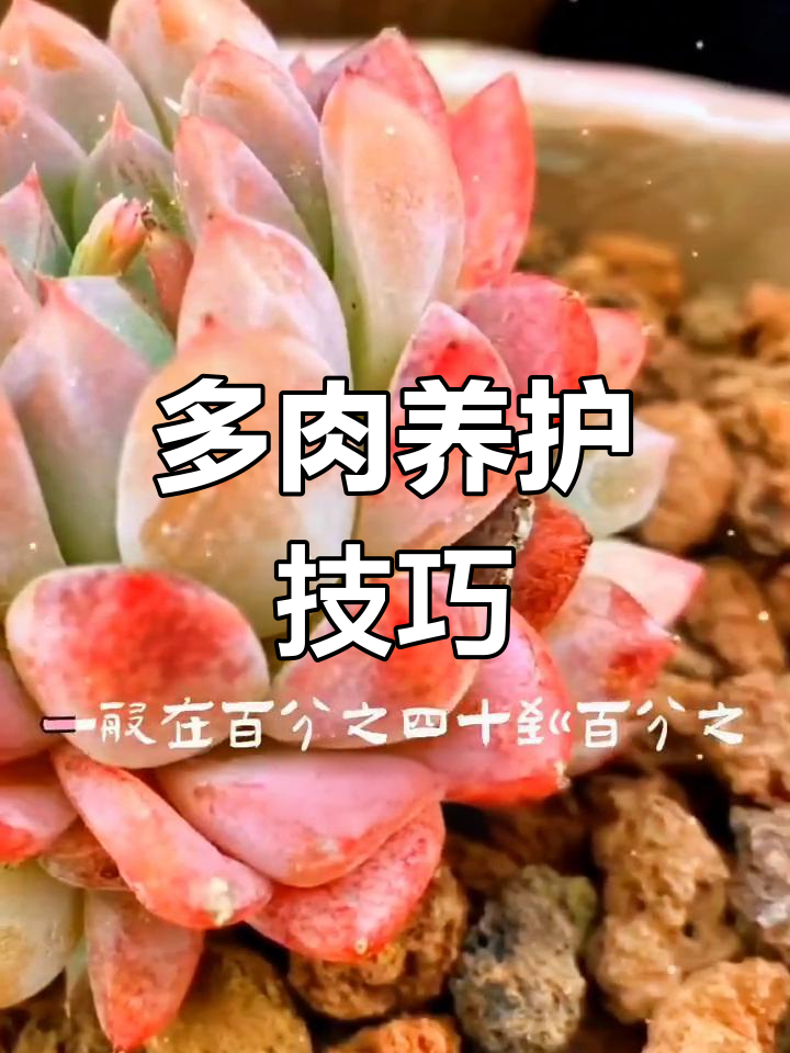 多肉养护全攻略:耐寒耐旱,轻松种植