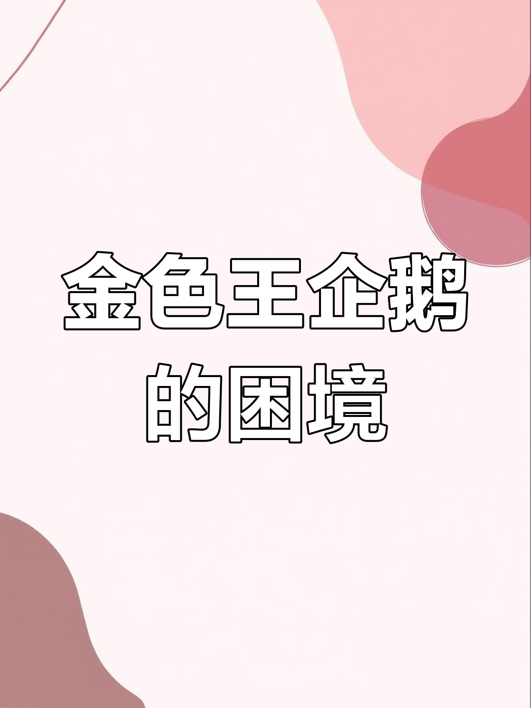 罕见金色王企鹅,独特色彩让它野外生存更加艰难