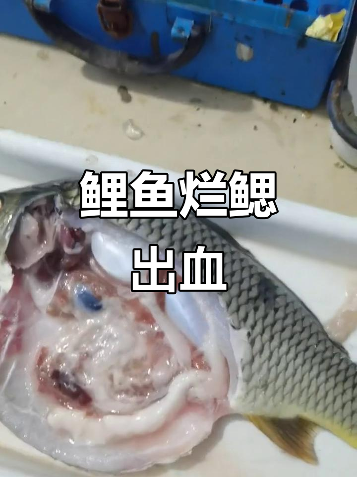 鲤鱼细菌性败血症:鳃丝发白、失血严重