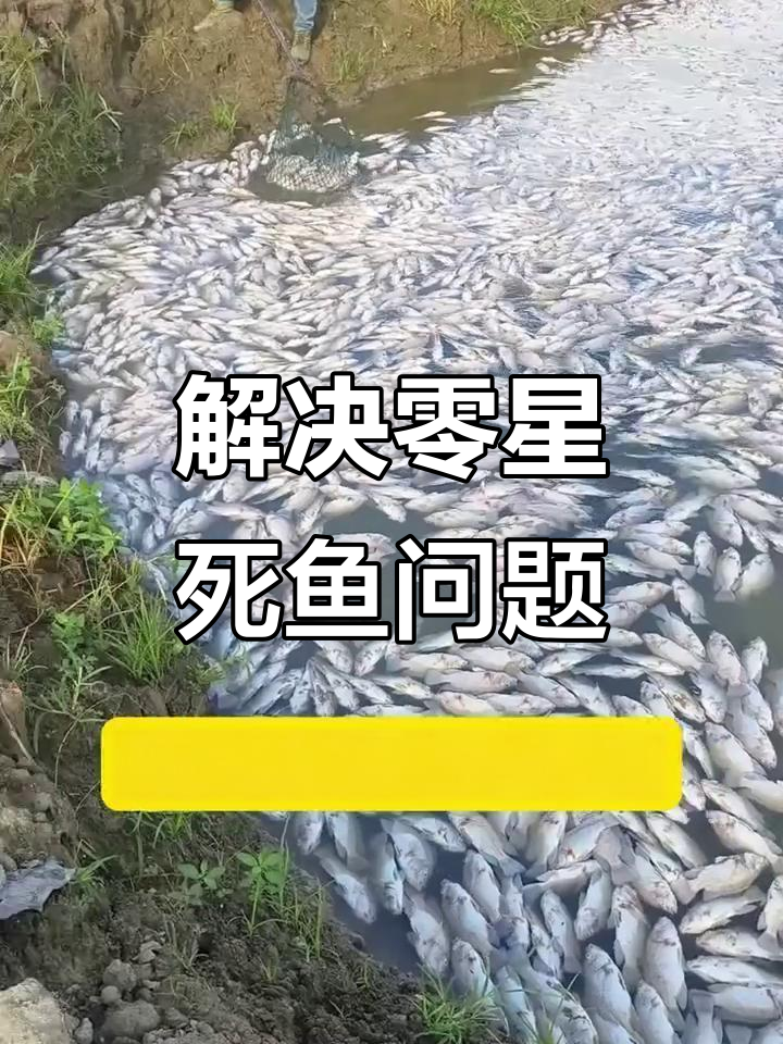冬季鱼塘死鱼的真正原因及应对方法