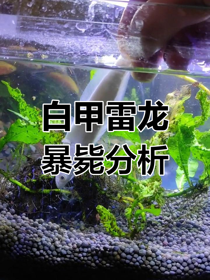 白甲雷龙突然死亡,原因竟是?