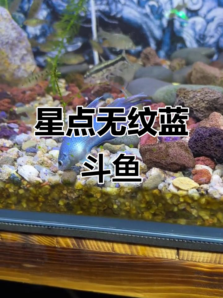 无纹蓝斗鱼,星星点点闪耀!