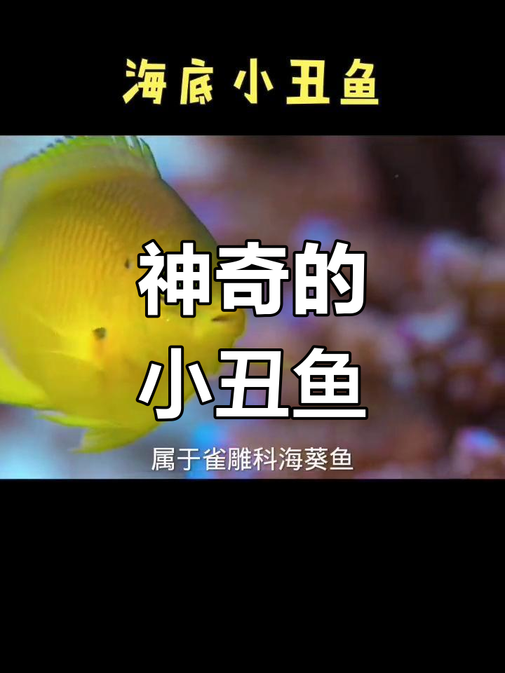 小丑鱼:海洋中的变色高手