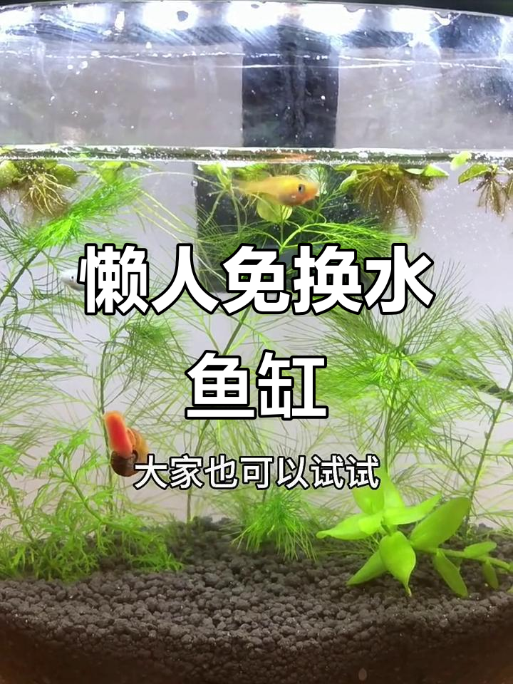 免换水生态鱼缸,轻松打造空气缸