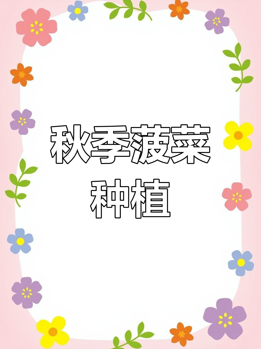 秋菠菜种植正当时,气温适宜产量高,品质更佳!