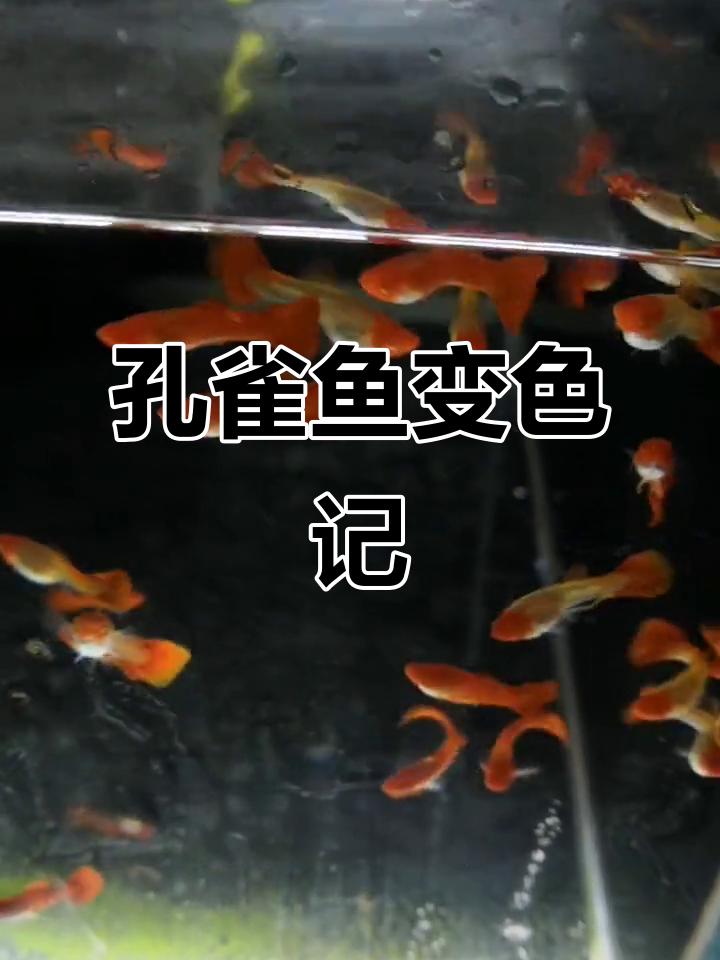 小鸭肠孔雀鱼颜色变化,蓝色渐变真好看