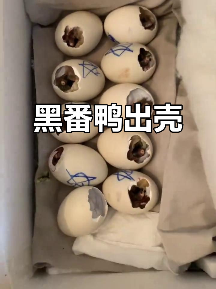 10只黑番鸭破壳,孵化季来临!