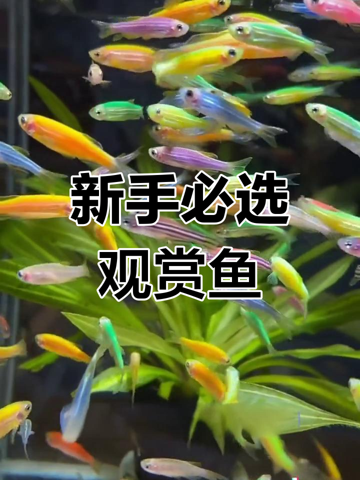 冬季养鱼首选,斑马鱼与糖果天使鱼的完美选择
