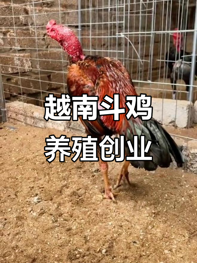 越南斗鸡大赛:纯种虎毛小嫩鸡的养殖创业之路