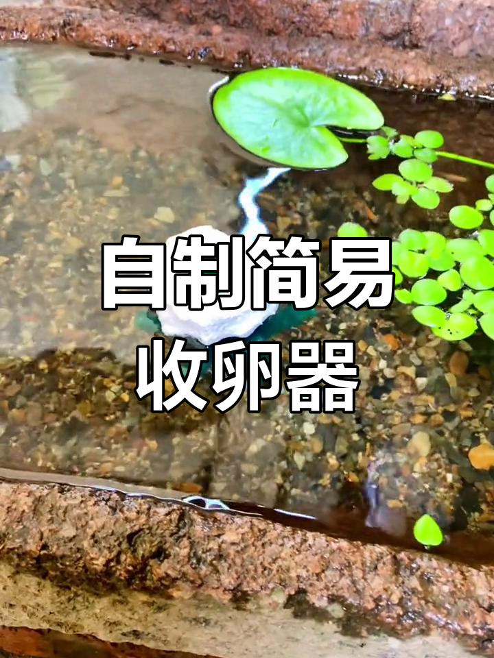 青鳉抱卵了,赶紧做简易收卵器试试
