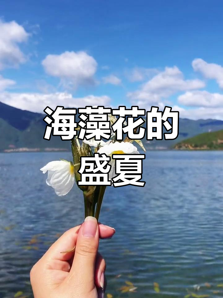 人生短暂,六月泸沽湖的海藻花值得一睹