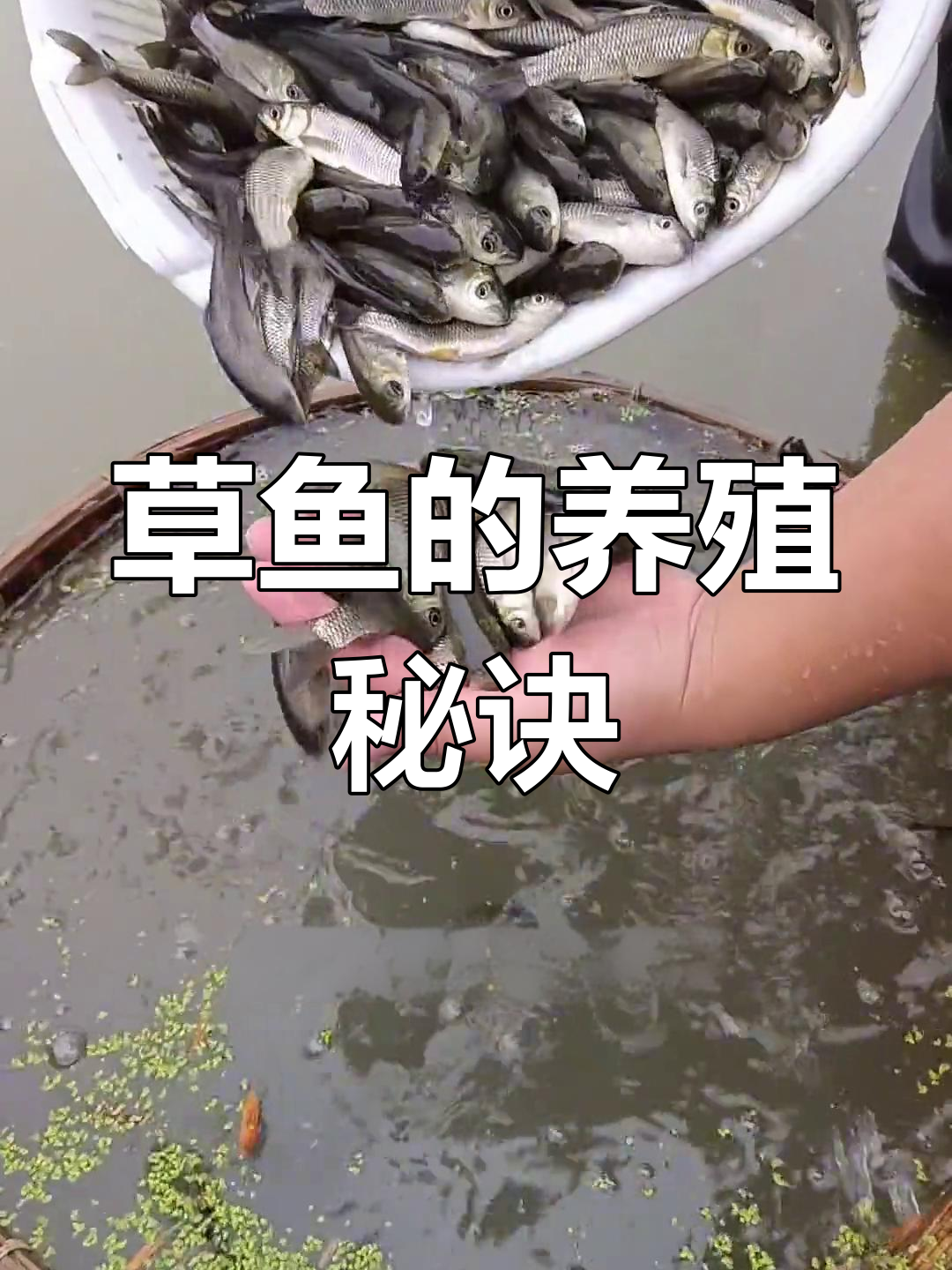 草鱼:食草大能手,最大可长50斤